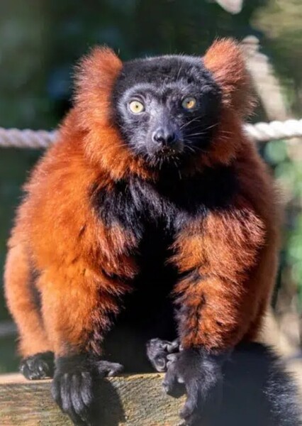Red Ruffed Lemur