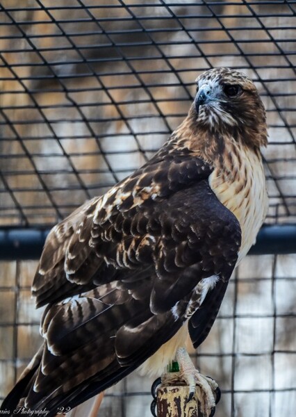 Red-tailed hawk photo