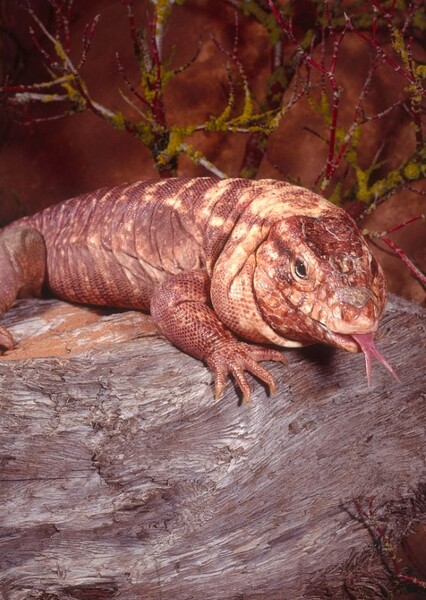 Red Tegu
