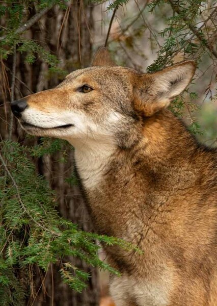 Red Wolf photo