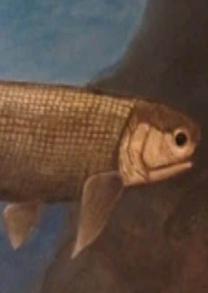 Redfieldius