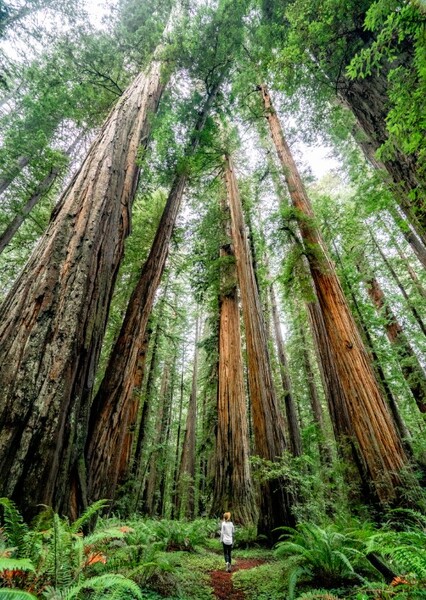 Redwood National Park