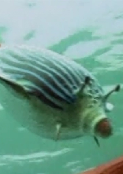 Reef Glider