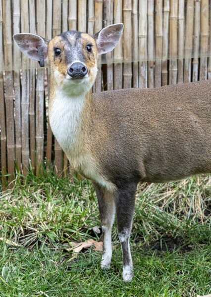 Reeves's Muntjac