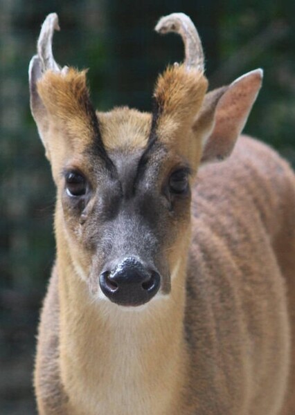 Reeves's Muntjac
