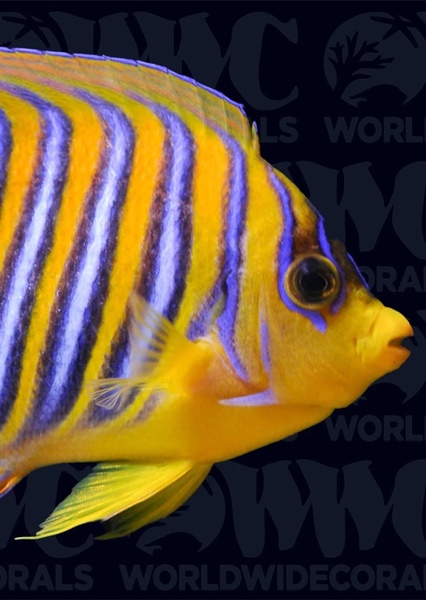 Regal Angelfish
