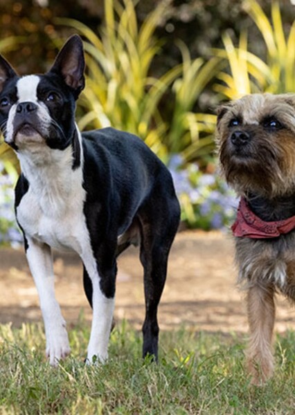 Reggie and Bug (Strays)