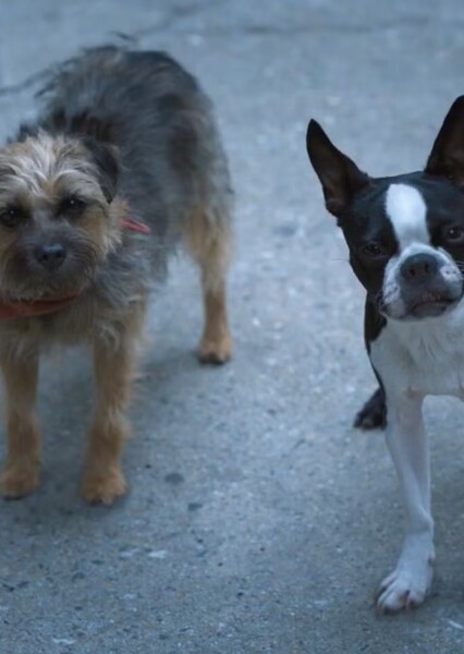 Reggie and Bug (Strays) photo