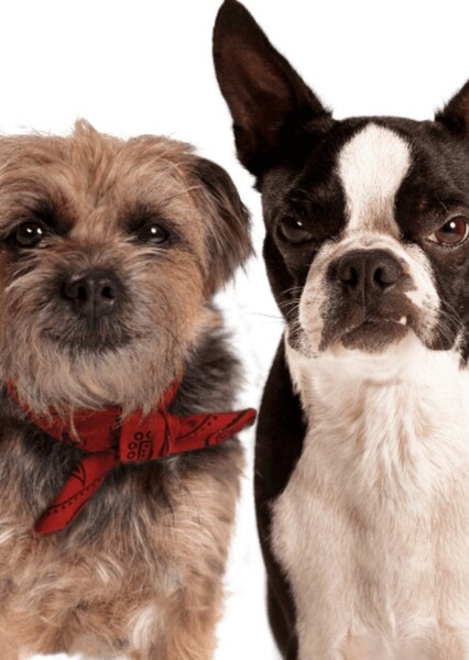 Reggie and Bug (Strays) photo