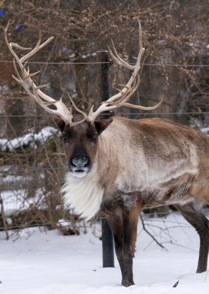 Reindeer photo