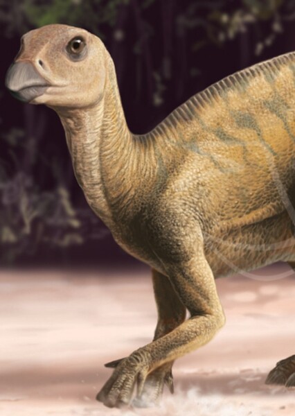 Rhabdodon photo