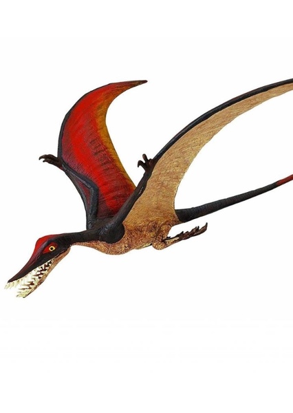 Rhamphorhynchus photo