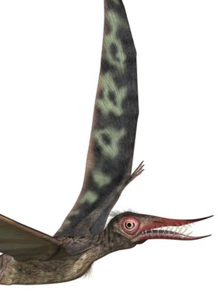 Rhamphorhynchus photo
