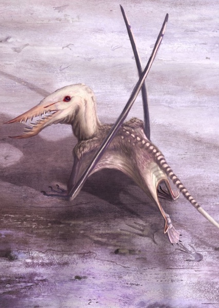 Rhamphorhynchus photo