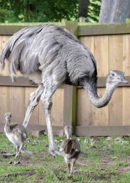 Rhea (Bird) photo