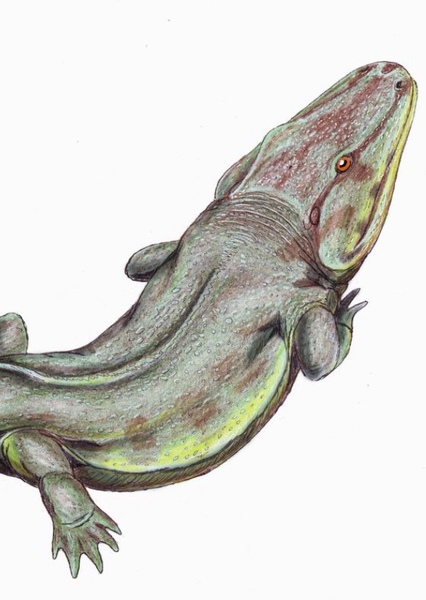 Rhinesuchus photo