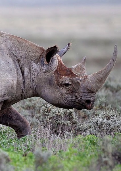 Rhinoceros photo