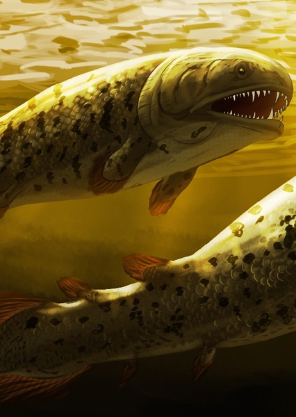 Rhizodus photo