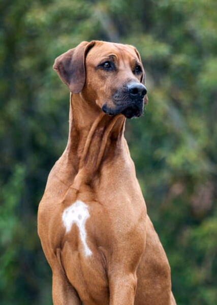Rhodesian Ridgebacks