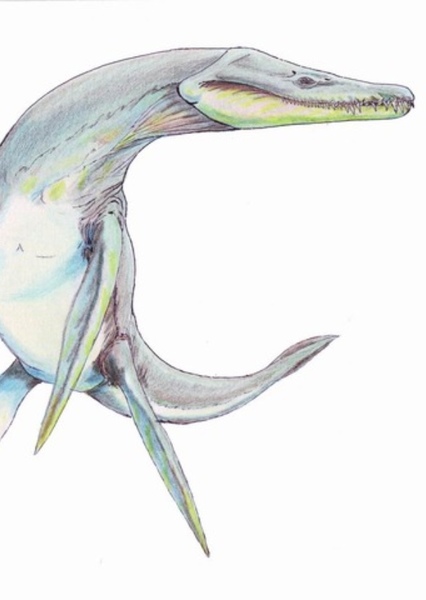 Rhomaleosaurus photo
