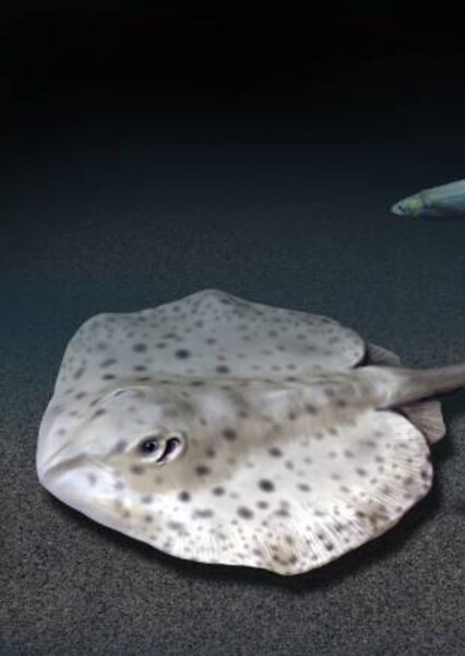 Rhombodus