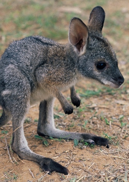 Rhonda the Joey photo