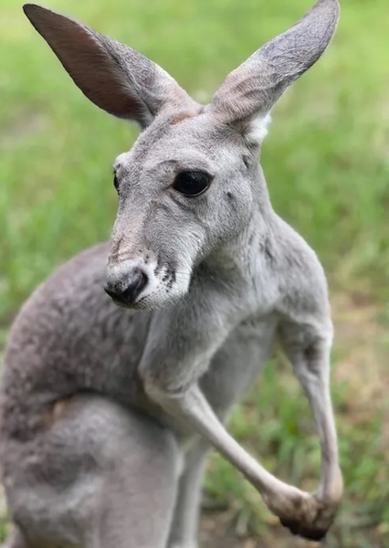 Rhonda the Joey photo