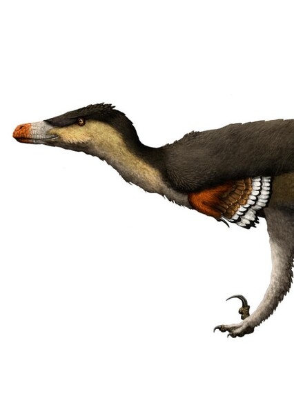 Richardoestesia