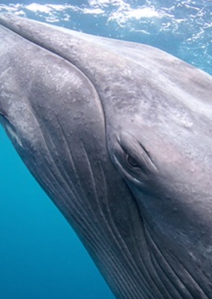 Rihanna photo