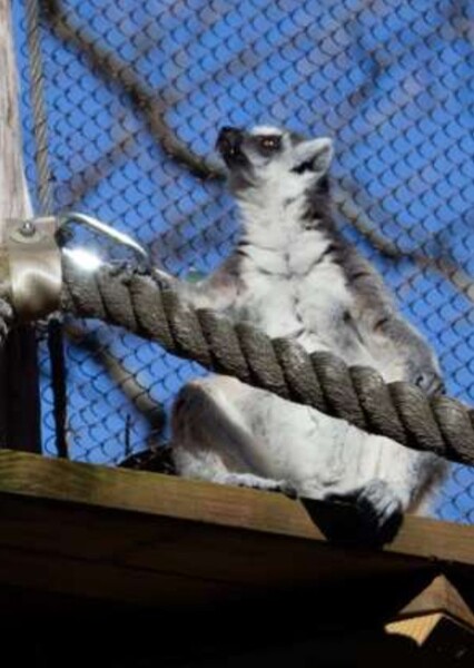 Ring-Tailed Lemur photo