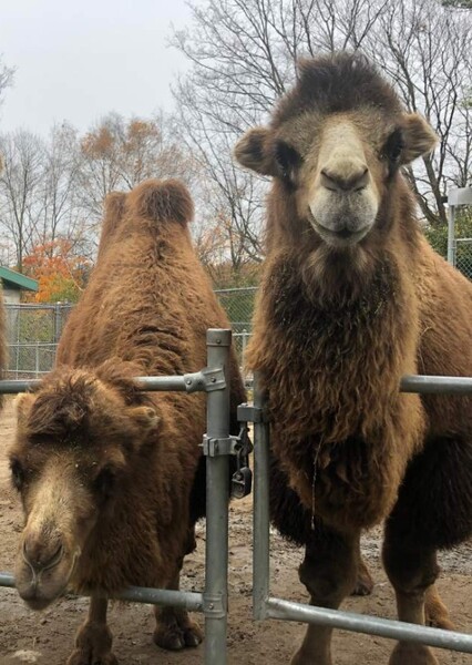 Riverview Park and Zoo