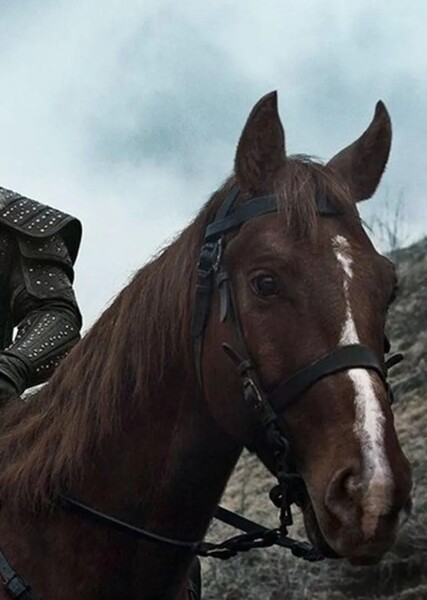 Roach (Horse) photo