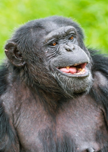 Robert Mugabe photo