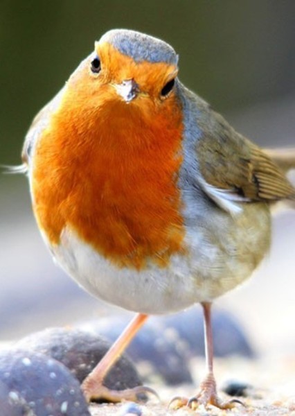 Robin (Bird) photo