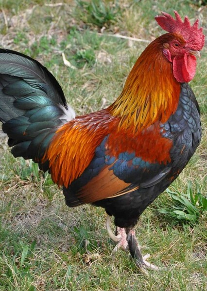 Rooster photo