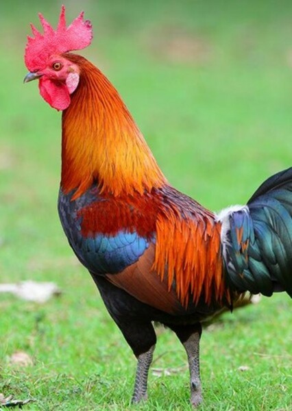 Rooster
