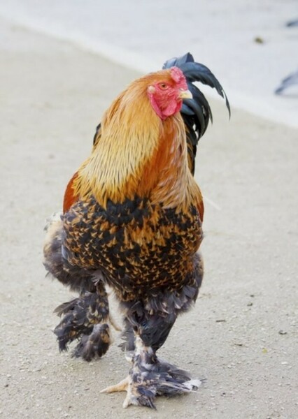 Rooster photo