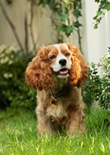 Rose (Dog) photo