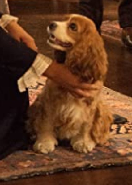 Rose (Dog) photo