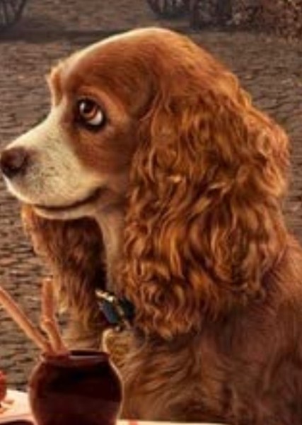 Rose (Dog) photo