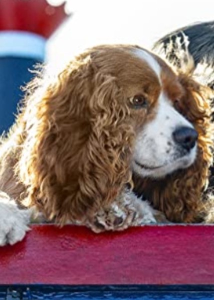 Rose (Dog) photo