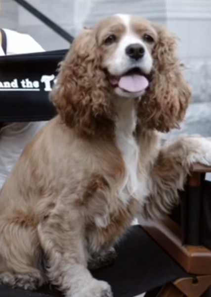 Rose (Dog) photo