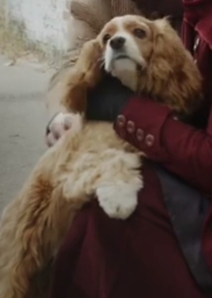 Rose (Dog) photo