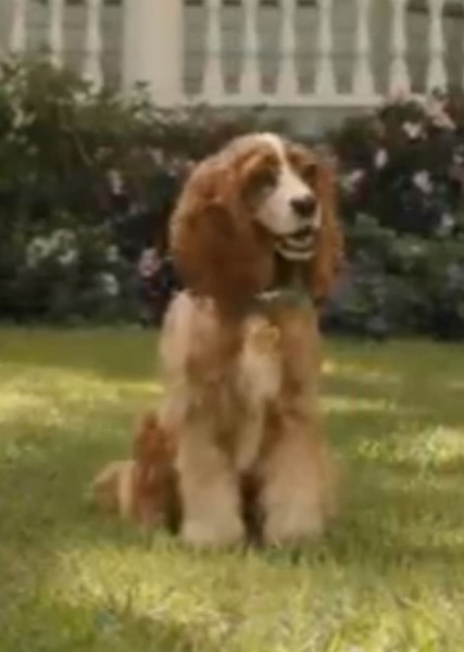 Rose (Dog) photo