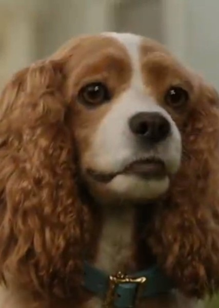 Rose (Dog)