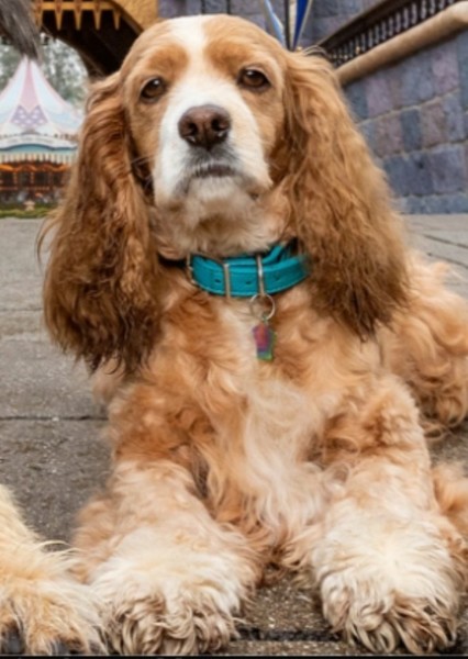 Rose (Dog) photo