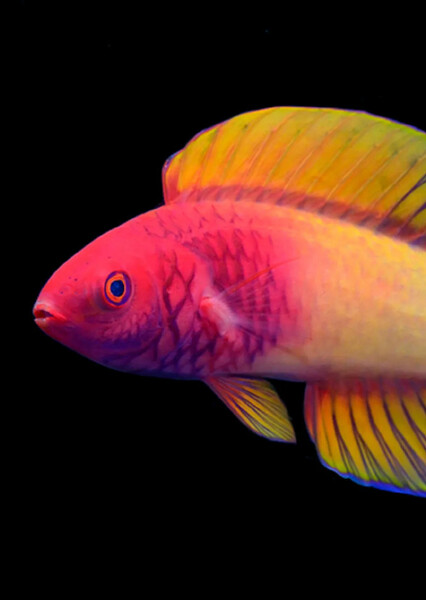 Rose-Veiled Fairy Wrasse