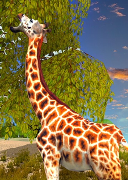 Rothschild's Giraffe