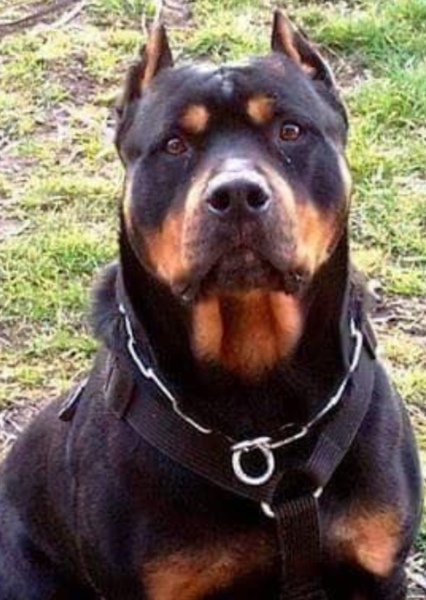 Rottweiler