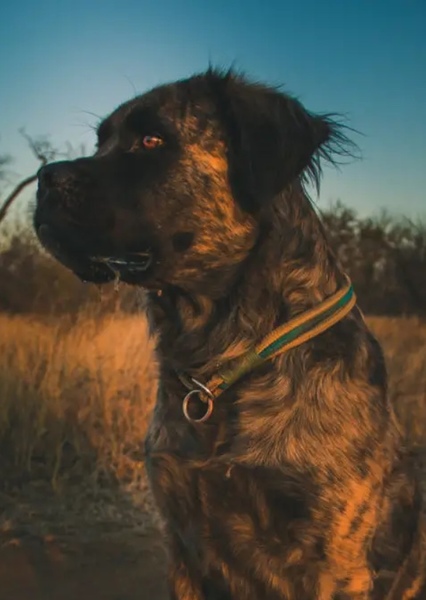 Rottweiler photo